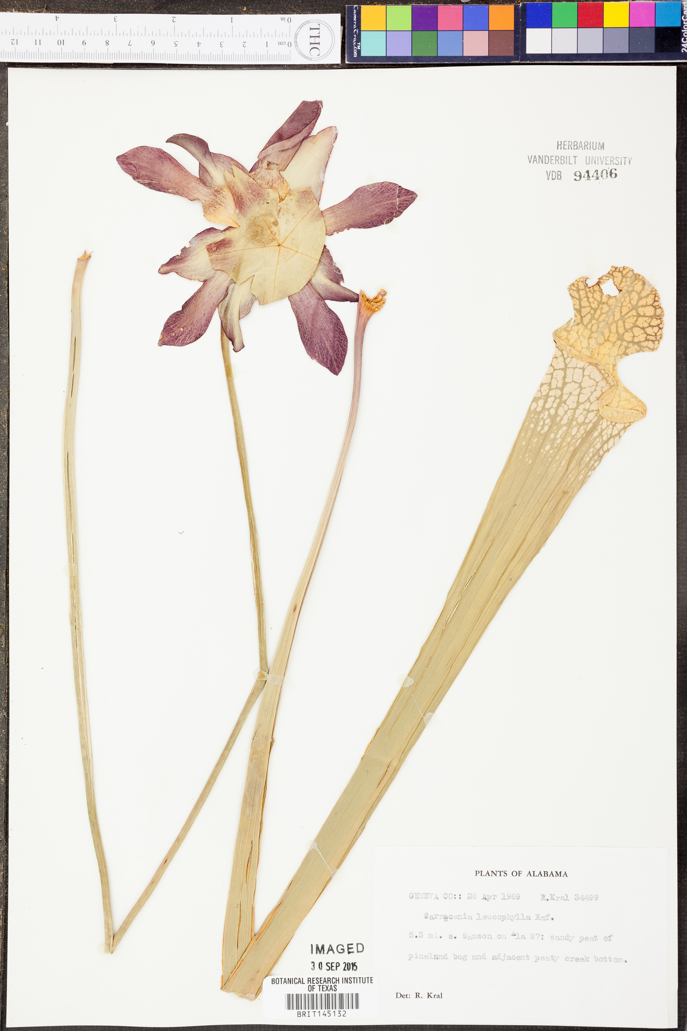 Sarracenia leucophylla image