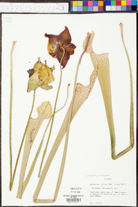 Sarracenia leucophylla image