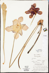 Sarracenia leucophylla image