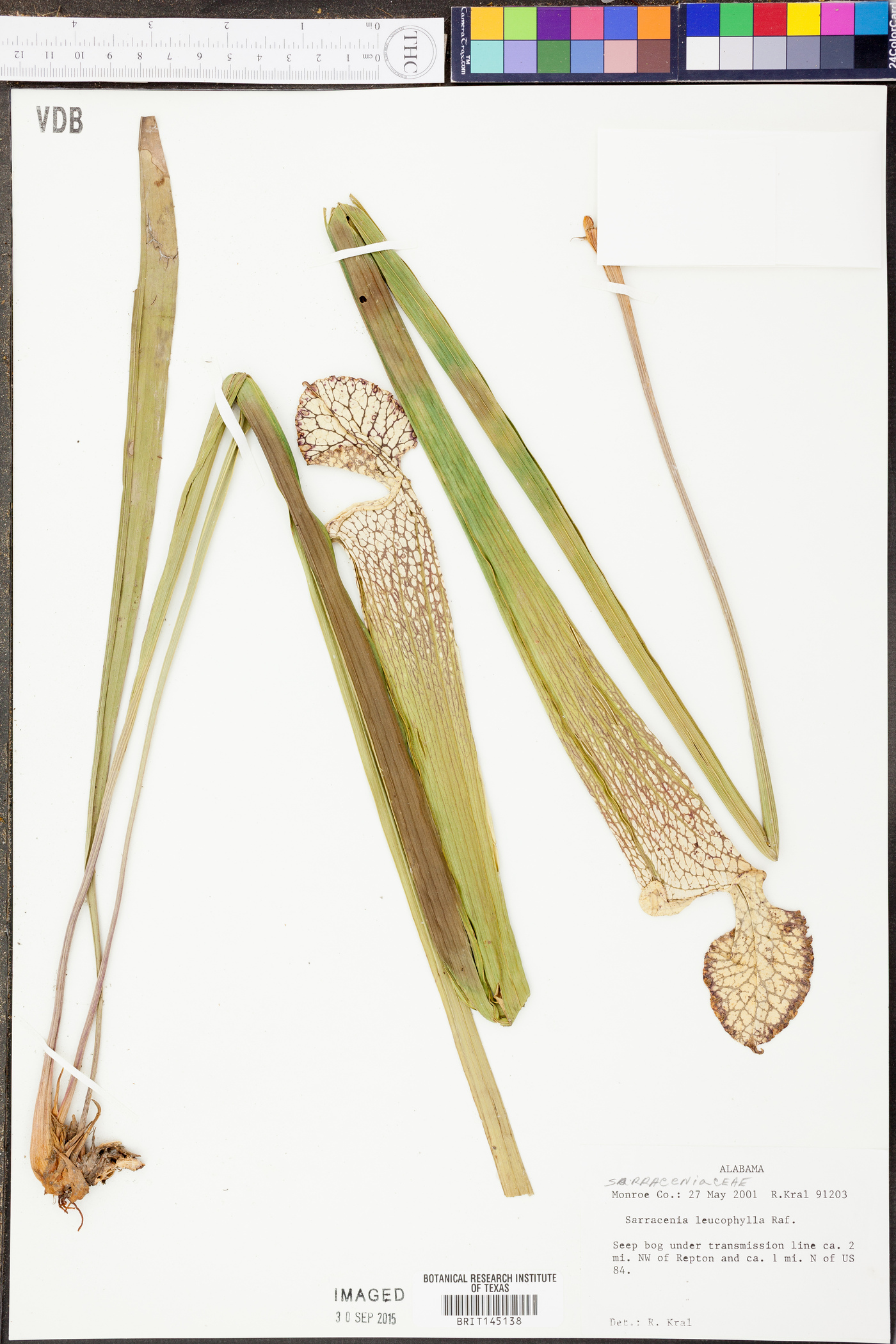 Sarracenia leucophylla image