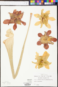 Sarracenia leucophylla image