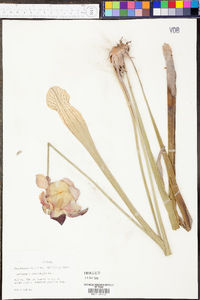 Sarracenia leucophylla image