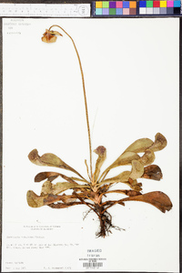 Sarracenia psittacina image
