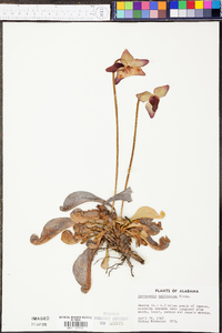 Sarracenia psittacina image