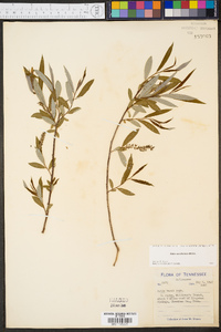 Salix caroliniana image