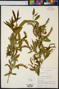 Salix caroliniana image