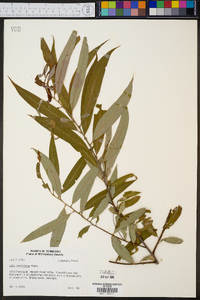 Salix caroliniana image