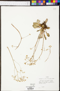 Micranthes virginiensis image