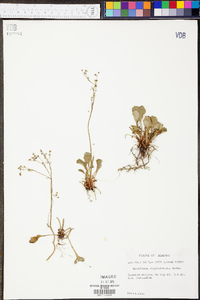 Micranthes virginiensis image