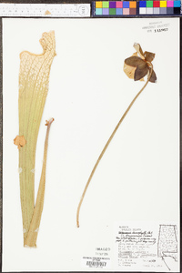 Sarracenia leucophylla image