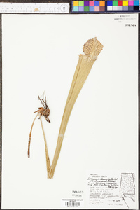 Sarracenia leucophylla image