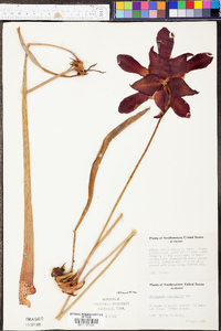 Sarracenia leucophylla image