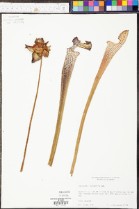 Sarracenia leucophylla image