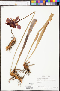 Sarracenia leucophylla image