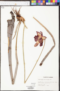 Sarracenia leucophylla image