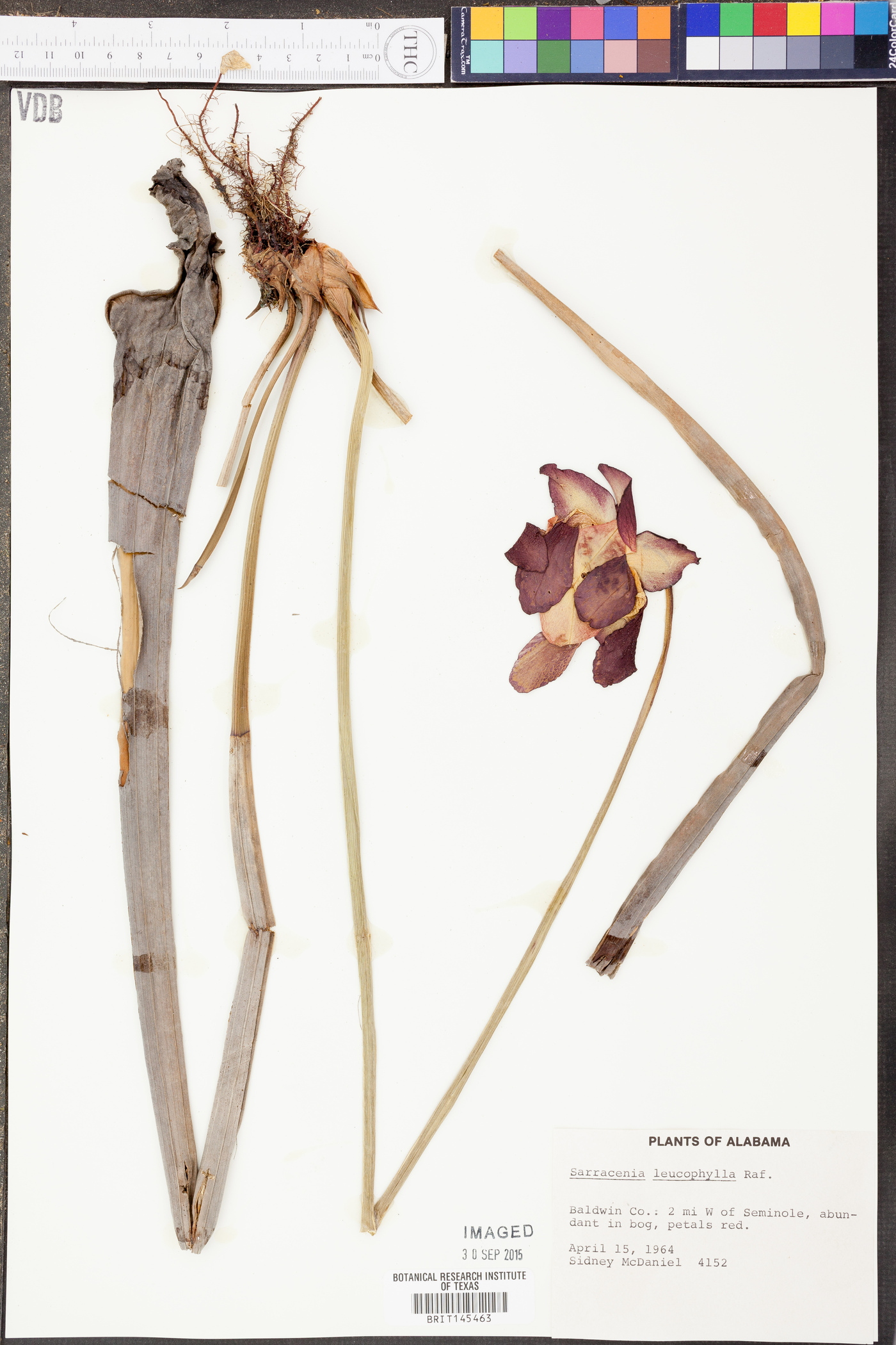 Sarracenia leucophylla image