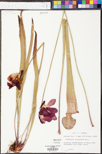 Sarracenia leucophylla image