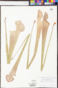 Sarracenia leucophylla image