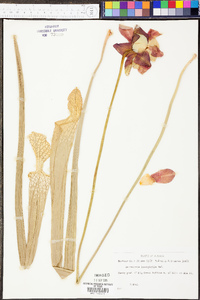 Sarracenia leucophylla image