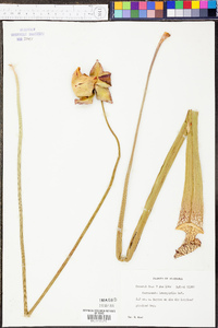 Sarracenia leucophylla image