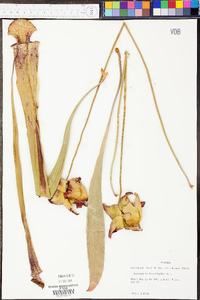 Sarracenia leucophylla image