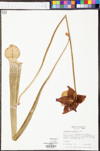 Sarracenia leucophylla image