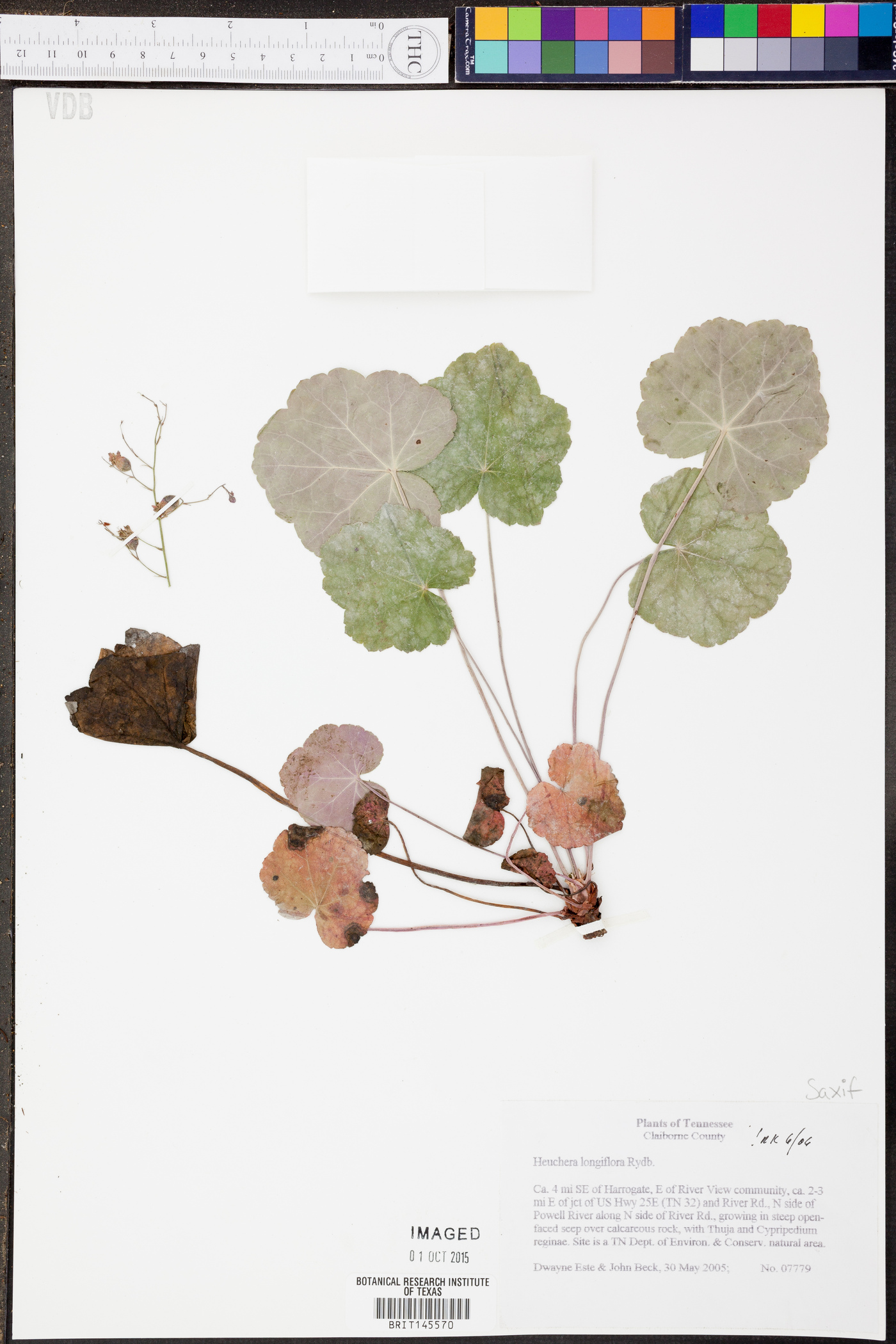 Heuchera longiflora image