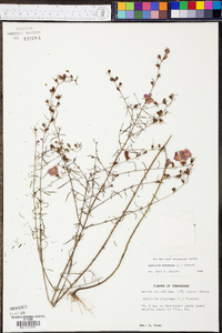 Agalinis purpurea image