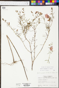 Agalinis purpurea image