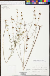 Agalinis purpurea image