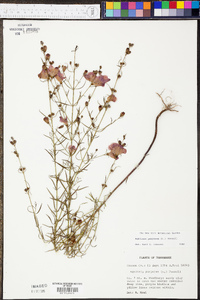 Agalinis purpurea image