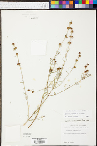 Agalinis purpurea image