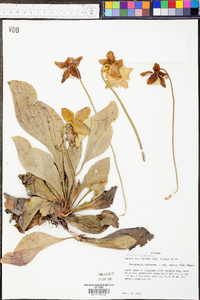 Sarracenia purpurea image