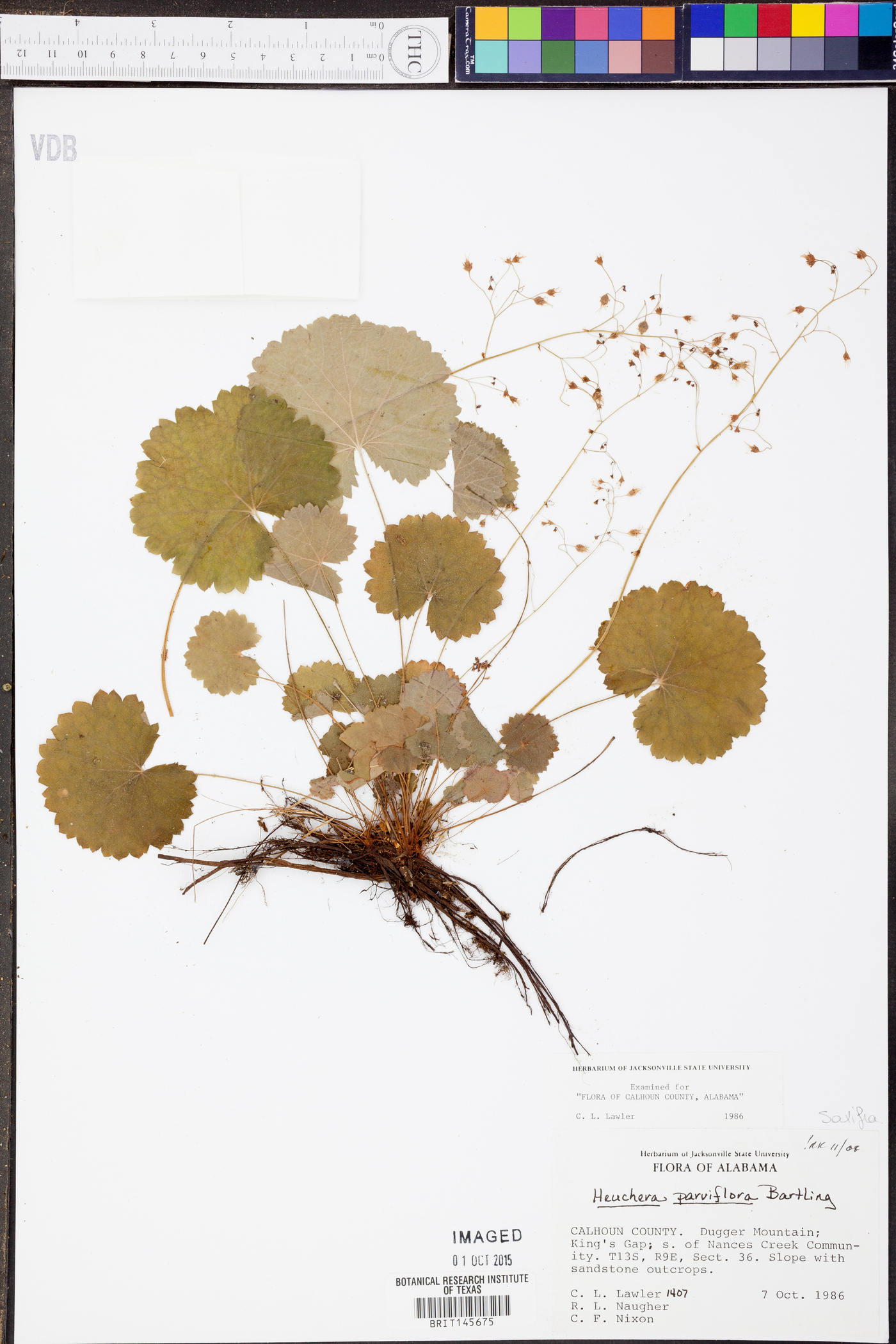 Heuchera parviflora image