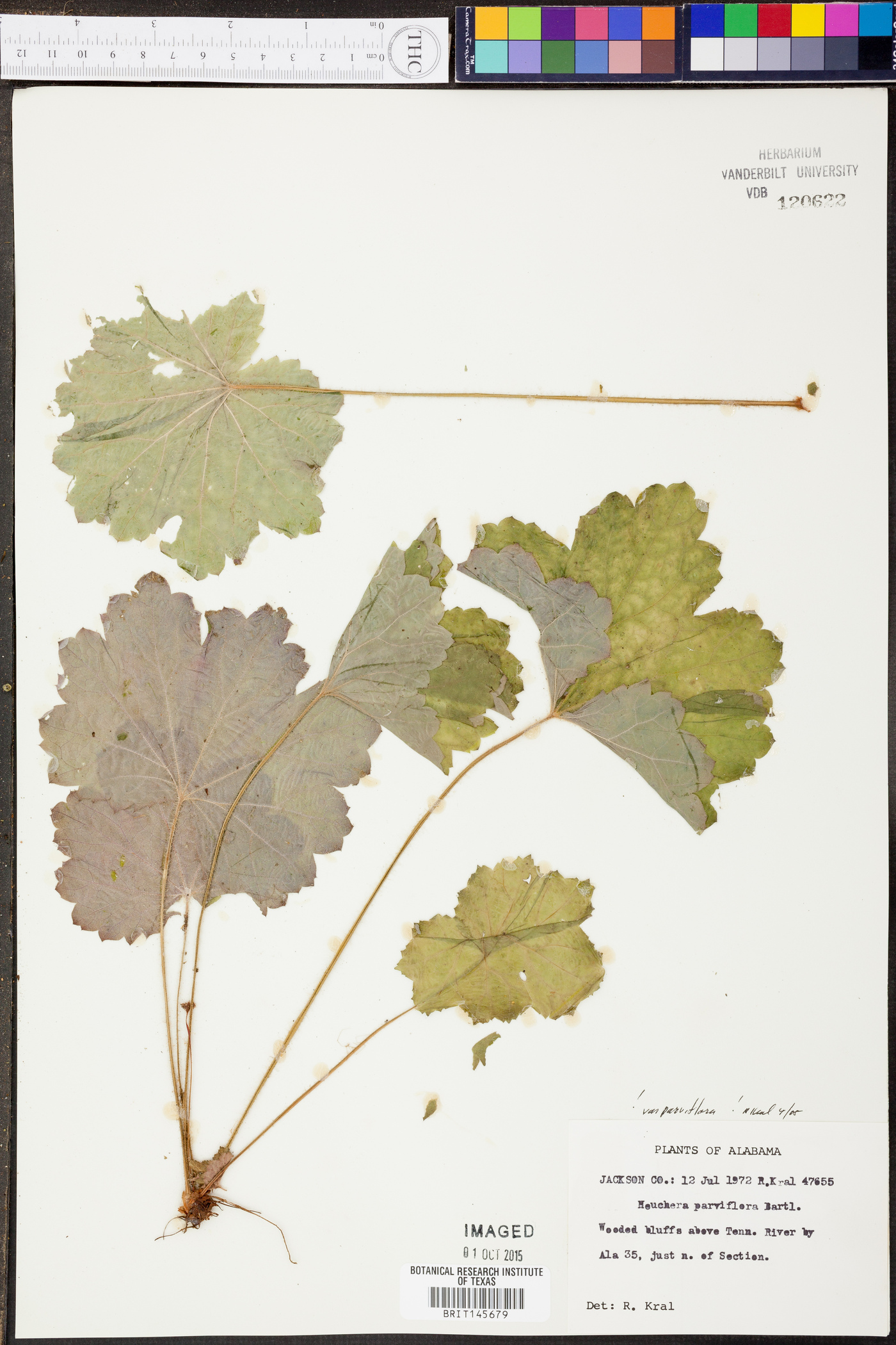 Heuchera parviflora image