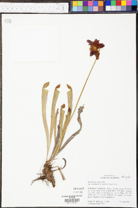 Sarracenia rubra image