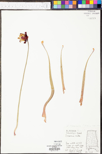 Sarracenia leucophylla image