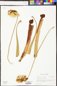 Sarracenia rubra image