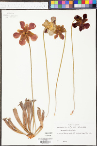 Sarracenia rubra image