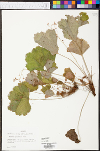 Heuchera americana image