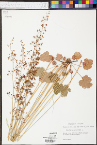 Heuchera americana image