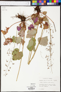 Heuchera americana image