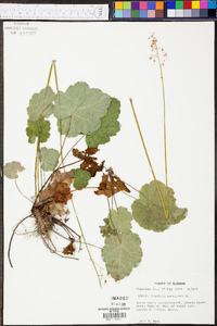 Heuchera americana image