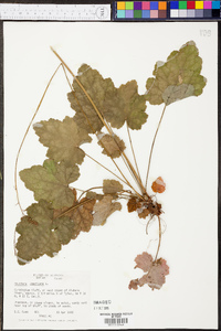 Heuchera americana image