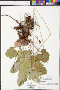 Heuchera americana image