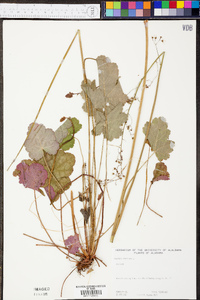 Heuchera americana image