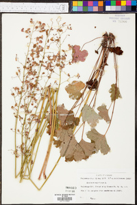 Heuchera americana image