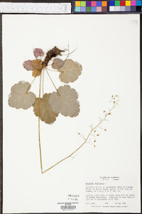 Heuchera americana image