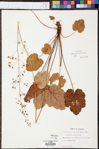 Heuchera americana image