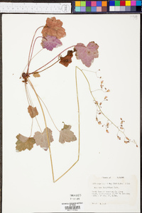 Heuchera longiflora image